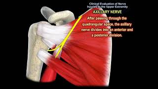 NERVE INJURY IN THE UPPER EXTREMITY Everything You Need To Know  Dr Nabil Ebraheim [upl. by Birdie307]