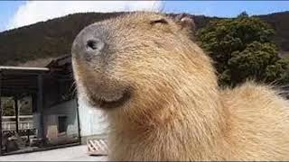 Capybara Ok I Pull Up Theme Song For 10 Hours [upl. by Ahsenre]