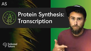 Protein Synthesis Transcription  A Level Biology Revision  AQA [upl. by Yblok855]