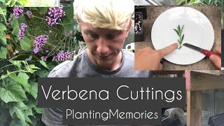 Verbena Cuttings [upl. by Woodford542]