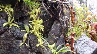 Darlingtonia californica and Pinguicula macroceras growing in GasquetCAPT1 [upl. by Nixon14]