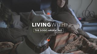 ALL ABOUT LIVING WITH THE DOGO ARGENTINO [upl. by Treblih]