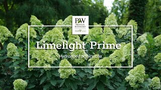 Introducing Limelight Prime™ [upl. by Irabaj726]