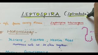 Leptospira  Microbiology  Handwritten notes [upl. by Ailil]