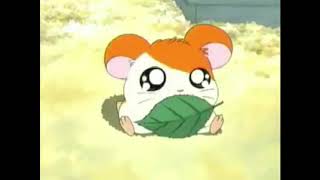 Hamtaro Opening Usa Toonami Edit [upl. by Llenol]