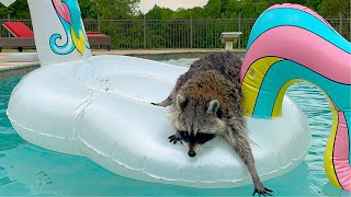 Raccoon Swimming in Backyard Pool [upl. by Gravante]