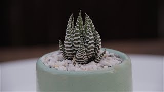 Haworthia fasciata “Zebra Plant” [upl. by German]