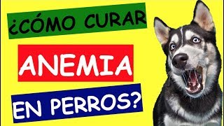 ANEMIA EN PERROS TRATAMIENTO [upl. by Brittaney138]