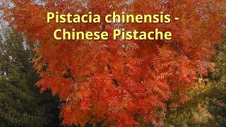 Pistacia chinensis Growing Guide by GardenersHQ [upl. by Igenia]