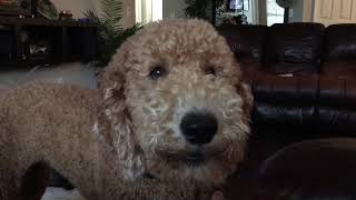 Barking dog goldendoodle [upl. by Ysiad]