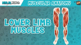 Muscles of the Lower Limb  Anatomy Model [upl. by Zebe365]