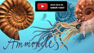 What is an Ammonite fossils [upl. by Champagne]