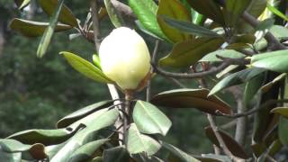 Magnolia grandiflora [upl. by Nader]