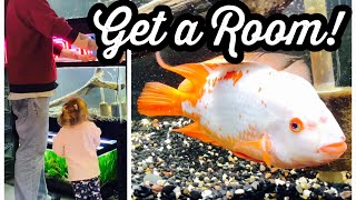 Red Devil Cichlid Breeding Progress [upl. by Ahsemo]