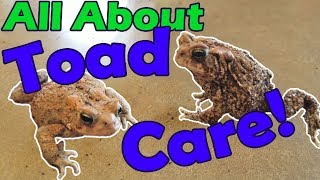 How to Take Care of Toads [upl. by Cummins]