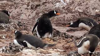 Cuverville Island AntarcticaPenguins [upl. by Dekow]