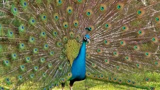 Peacock Dance Display  Peacocks Opening Feathers HD amp Bird Sound [upl. by Evilo961]