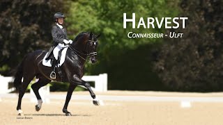 Harvest KWPN Stallion [upl. by Donata]