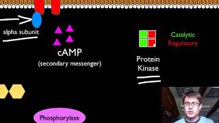 Signal Transduction Pathways [upl. by Gustavo]