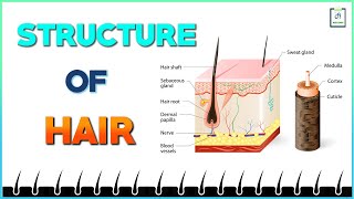 Structure of Hair [upl. by Sacram]