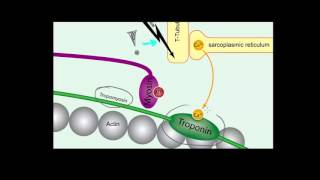 Tropomiozyna i troponina [upl. by Wojcik]