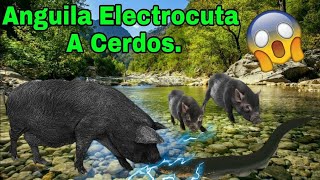 ⚡ ANGUILA ELÉCTRICA Electrocutando a Cerdos 🐖🐖⚡️⚡️ [upl. by Inaj]