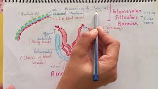 MALPIGHIAN BODY RENAL CORPUSCLE NEPHRON  STRUCTURE AND FUNCTION CH19 NCERT CLASS XI [upl. by Kippy]