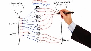 Pharmacology  AUTONOMIC NERVOUS SYSTEM MADE EASY [upl. by Oirrad]