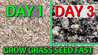 How to GROW grass seed FAST  CHEAT Nature and grow grass in 2 days [upl. by Dronel755]