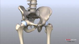 Hip Anatomy Animated Tutorial [upl. by Maddock]