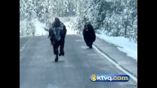 Wild Photos Capture Grizzly Chasing Bison in Yellowstone National Park  BEAR VS BISON [upl. by Ysdnil]