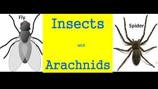 Insects and arachnids for kids  Differences And Similarities [upl. by Brasca]