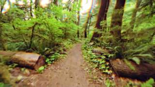 LSD Simulation  Walking Through A Forest ACCURATE [upl. by Euqirdor]