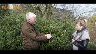 Laurierkers of Prunus laurocerasus snoeien en verjongen [upl. by Dyolf667]