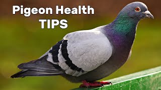 Pigeon Diseases and Treatment [upl. by Lexine]