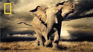 Nat Geo Wild  Wild Africa  National Geographic Documentary [upl. by Kellda470]