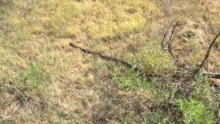 Roadrunner helps find rattlesnake in yard [upl. by Warton]