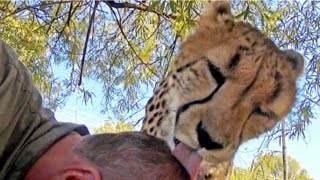 African Cheetah Shows Love  Big Cat Purrs amp Grooms Volunteer Neck amp Head Scalp At Rescue Center [upl. by Kolosick]