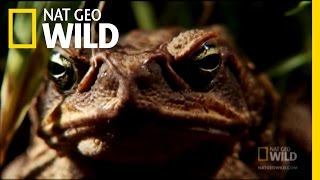 Venomous Cane Toads  Nat Geo Wild [upl. by Helban]