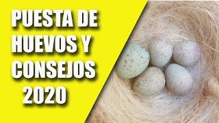 CRIA CANARIOS PUESTA DE HUEVOS Y CONSEJOS 2020 [upl. by Erskine]