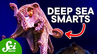 Why The Octopus is So Incredibly Intelligent [upl. by Gairc]