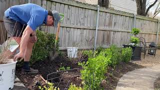 Planting Hydrangeas  Dallas TX Gardening  Limelight and Gatsby Gal by Proven Winners [upl. by Atsyrc]