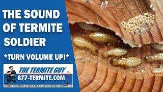 RARE VIDEO The Sound of Termite Soldier [upl. by Rivalee827]