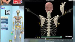 How Scapular Movement Works 3D Anatomy amp Diagrams [upl. by Codel]