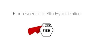 Fluorescence in Situ Hybridization FISH [upl. by Nerin982]