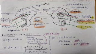 Kidney Anatomy Posterior Relation  TCML [upl. by Zamora]