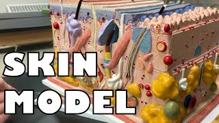 Skin Model with subtitles  Ohio University  Anatomy amp Physiology [upl. by Moskow148]