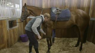 How To Tack Up A Racehorse HorseHowTo [upl. by Zales]