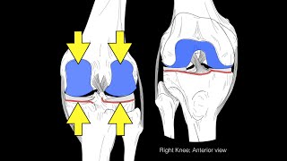 Knee joint structure and actions [upl. by Sielen653]