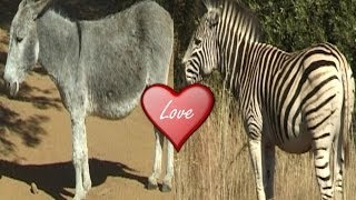 What Happened When Zebra Mated with Donkey [upl. by Stormi]